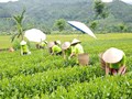 Thái Nguyên trồng mới, trồng lại gần 400ha chè trong năm 2026