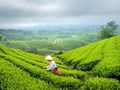 Chặng đường khẳng định vị thế của ngành chè Việt Nam trên thị trường quốc tế