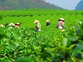 Chè Thái Nguyên: Khát vọng tỷ đô và hành trình kết hợp độc đáo giữa nông sản, du lịch và ẩm thực