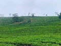 Mùa thu hoạch chè xuân ở Mường Khương: Kỳ vọng vào một vụ chè bội thu