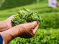 Sức hút từ những búp trà xuân đầu vụ