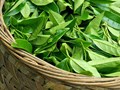 Ngành chè Việt Nam và điểm sáng từ thị trường Hoa Kỳ