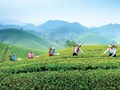 Đưa văn hóa trà Thái Nguyên thành di sản quốc gia