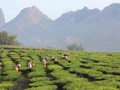 Chiến lược nâng tầm 10.000 ha chè Lai Châu: Từ xuất khẩu thô đến kinh tế xanh bền vững