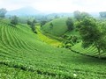 Thái Nguyên và tham vọng "đánh thức" đồi chè