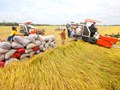 Sự phát triển của gạo Việt Nam ra các thị trường quan trọng trên thế giới
