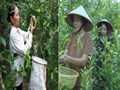 Chè Mét – Hương vị của những chén trà đậm tình làng quê