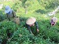 Chè Khe Cốc: Nơi hương đất hòa quyện cùng bàn tay nghệ nhân
