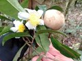 Phát hiện quần thể chè cổ thụ hàng trăm tuổi trên đỉnh núi Tà Đùng