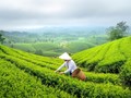  Ngành chè Việt Nam tập trung vào giá trị gia tăng để chinh phục thị trường nửa cuối 2025 