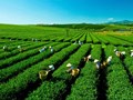 Thái Nguyên quyết tâm bảo vệ "vàng xanh" trước vấn nạn hàng giả