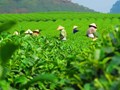 Chè Việt tại thị trường Đài Loan: Dẫn đầu về sản lượng nhưng giá trị còn nhiều trăn trở 