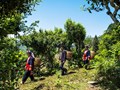 Trà Shan Tuyết – Bản sắc Việt chinh phục thế giới