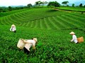 Thị trường chè Việt Nam đầu năm 2025: Pakistan và Mỹ dẫn đầu nhập khẩu