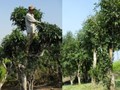 Chè cổ thụ Chờ Lồng: Di sản quý hiếm giữa cao nguyên Mộc Châu