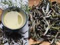 Trà Shan Tuyết Mộc Châu: Mùi của núi, vị của thời gian