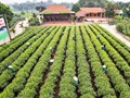 Đưa vùng chè Tân Cương ‘cất cánh’ cùng du lịch và văn hóa