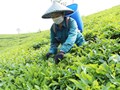 Nông dân Mường Khương thu gần 68 tỷ đồng từ chè xuân