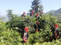 Shan tuyết Xà Phìn: Kỳ quan trà Việt nơi đỉnh trời Đông Bắc