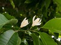 Trà ướp hương ngọc lan: Hòa quyện giữa thiên nhiên và thư giãn
