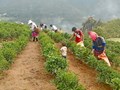 Chè hữu cơ ở Tà Mung: Lối đi bền vững cho thiên nhiên và người trồng 