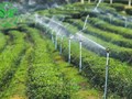 Khoa học công nghệ - Đòn bẩy  cho sự thăng hoa của ngành chè Việt Nam