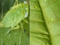 Ngành trà Ấn Độ đối mặt thách thức mới từ sâu hại