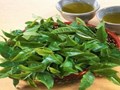 Uống bao nhiêu nước chè xanh mỗi ngày là đủ?