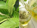 Trà búp ổi non - Hương vị đồng quê và miền ký ức