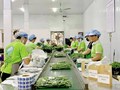Liên kết chuỗi – chìa khóa cho xuất khẩu nông sản bền vững