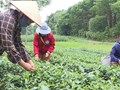 Sự chuyển mình của chè Phú Thọ qua nhãn hiệu chứng nhận và OCOP 5 sao
