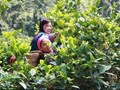 Shan Tuyết Tả Thàng: Bí ẩn vùng trà cổ thụ giữa mây núi Lào Cai