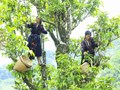 Shan Tuyết Tủa Chùa: Sự kỳ diệu của những cây chè 300 năm tuổi