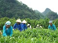 Mùa chè Lùng Vai: Xanh triền đồi, ấm từng nếp nhà