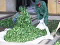 Vụ chè xuân trên cao nguyên Mộc Châu: Khi những chồi non đánh thức mùa vàng hy vọng