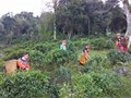 Shan Tuyết Sơn La: Hương từ mây, vị ngọt từ đá