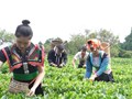 Người dân Phổng Lái Thuận Châu đón tín hiệu vui  mùa chè 