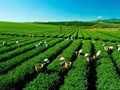 Bảo vệ trà Thái Nguyên: Không còn là chuyện của riêng người làm trà