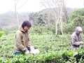 Cây chè Võ Nhai: Từ đồi dốc đến sản phẩm OCOP