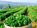 Ngành chè Việt Nam hướng tới mục tiêu tăng biên lợi nhuận qua chế biến sâu và tiêu chuẩn SPS