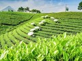 Chè Việt bứt phá về giá trị xuất khẩu nhờ linh hoạt đổi trục thị trường