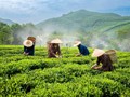 Làm du lịch sinh thái, chè Thái Nguyên nâng tầm giá trị