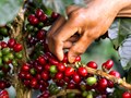 Tiềm năng mới từ vỏ quả cà phê: Doanh nghiệp Lâm Đồng xuất khẩu trà Cascara sang Nhật Bản