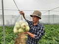 Khám phá mô hình dưa lê hữu cơ đầu tiên trong nhà màng ở Hà Tĩnh