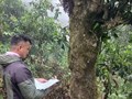 Lào Cai bảo tồn và nhân giống chè shan cổ thụ