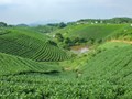 Minh bạch từng búp chè: Bí quyết đưa đặc sản Thái Nguyên ra thế giới