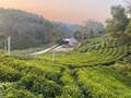 Chuyển đổi số đang “làm mới” thủ phủ chè Thái Nguyên như thế nào?