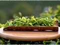 6 yếu tố ảnh hưởng đến hương vị và chất lượng trà