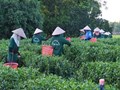 Chè Việt vươn mình: Ứng dụng công nghệ, hướng tới tương lai bền vững