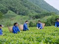 Cơ hội mở rộng thị trường cho chè Việt Nam từ Ngày Chè thế giới tại Quảng Tây